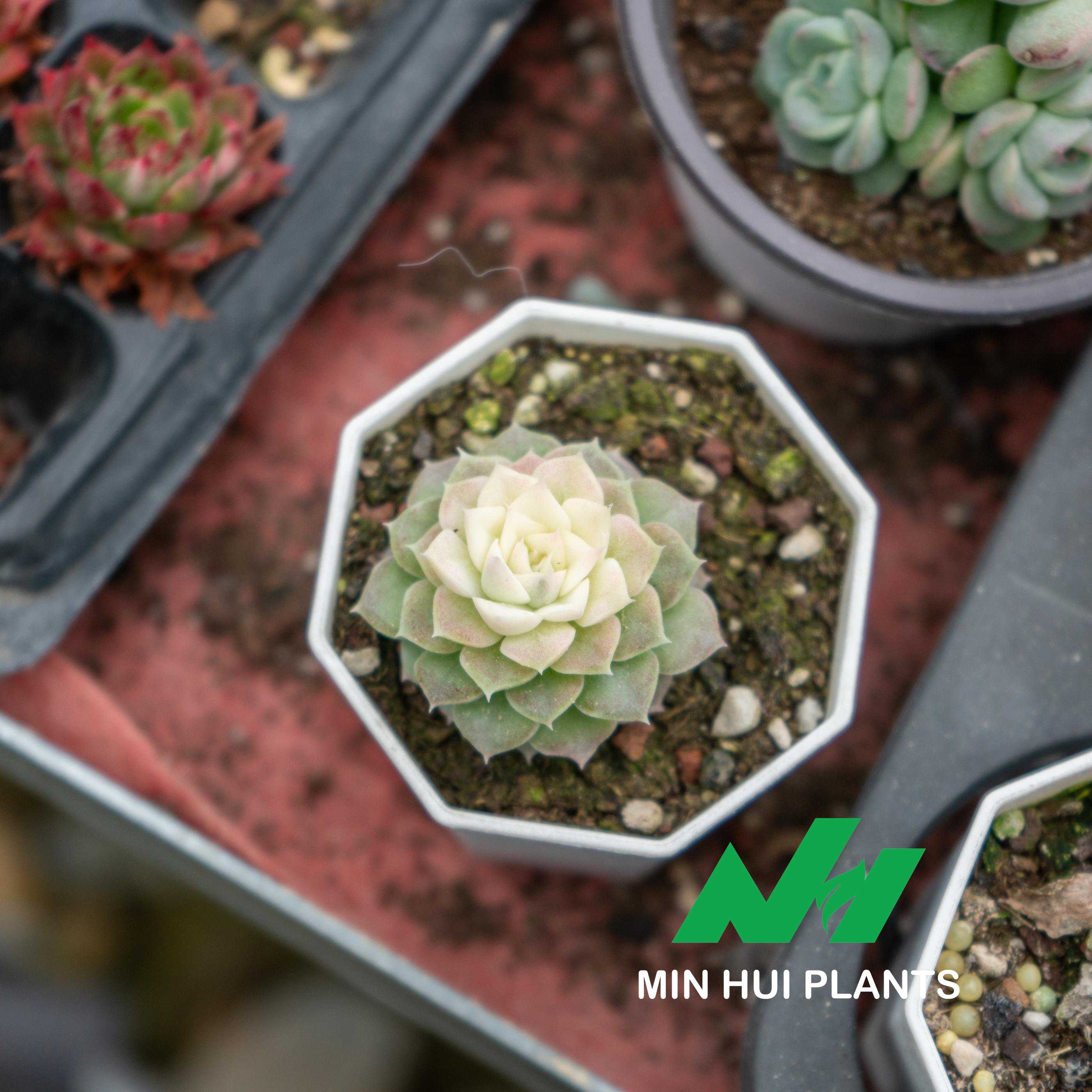 MinHui Plants-Vanilla Petal thumbnail 2
